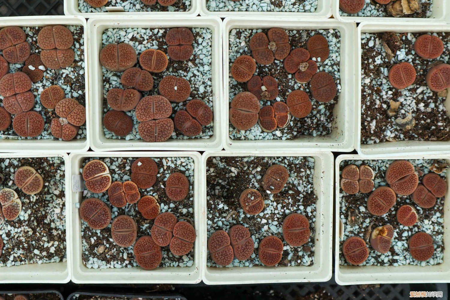 怎么养好石生花 生石花怎么养长得快