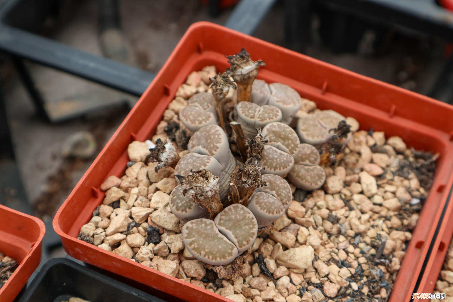 怎么养好石生花 生石花怎么养长得快