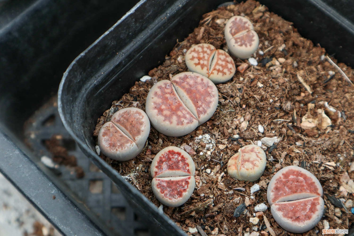 怎么养好石生花 生石花怎么养长得快