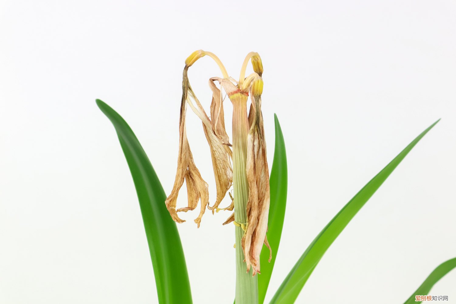 怎样养朱顶红 新买的朱顶红怎么养