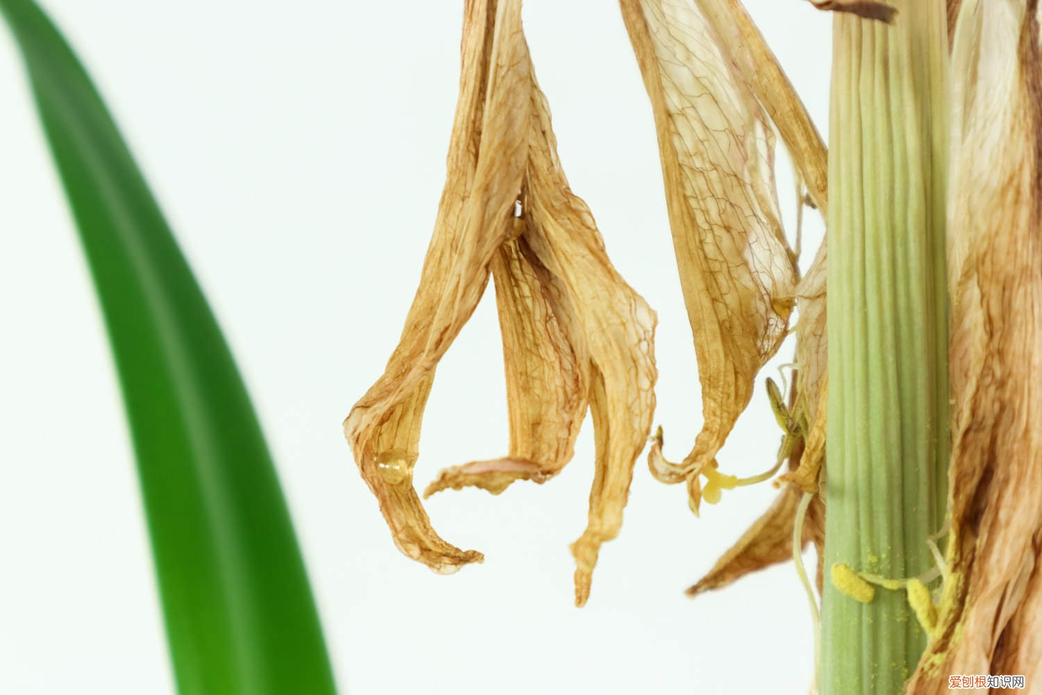 怎样养朱顶红 新买的朱顶红怎么养