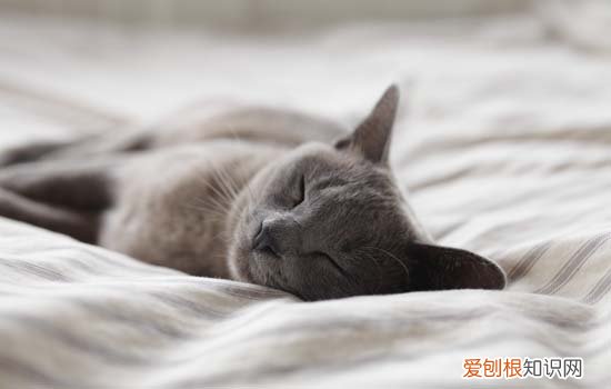 2个月大的小猫吐了怎么回事 2个月的小猫吐了是什么原因