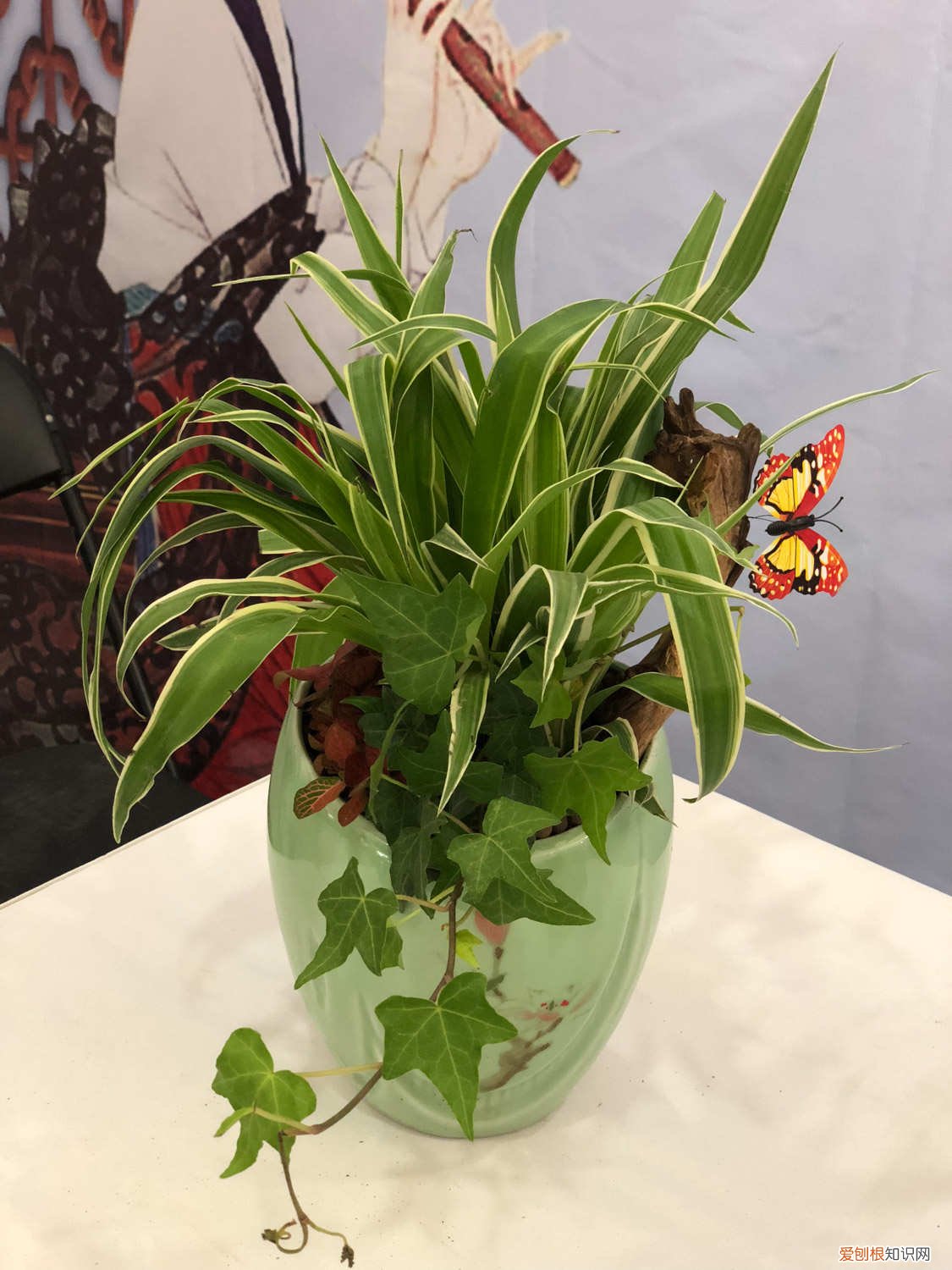 吊兰开花了需要剪掉吗 吊兰开花后需要剪掉吗