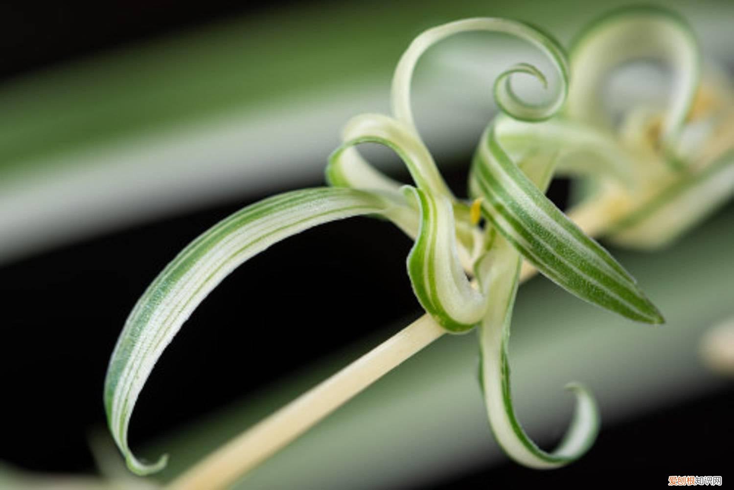 吊兰是水养好还是土养好一点 吊兰是水养好还是土养好