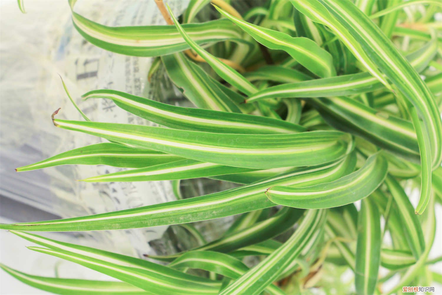 吊兰是水养好还是土养好一点 吊兰是水养好还是土养好