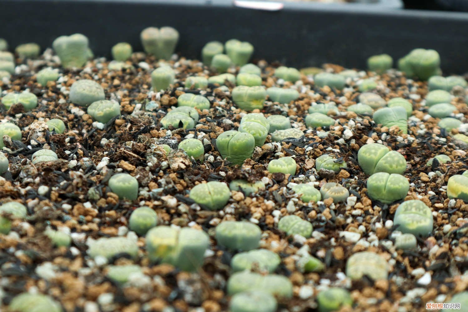 生石花繁殖视频 生石花怎么繁殖