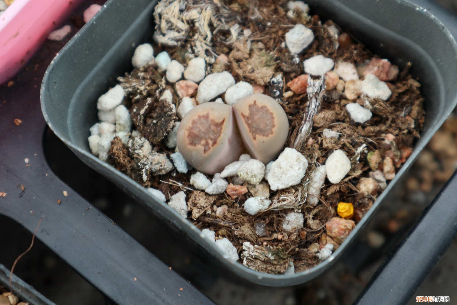 生石花繁殖视频 生石花怎么繁殖