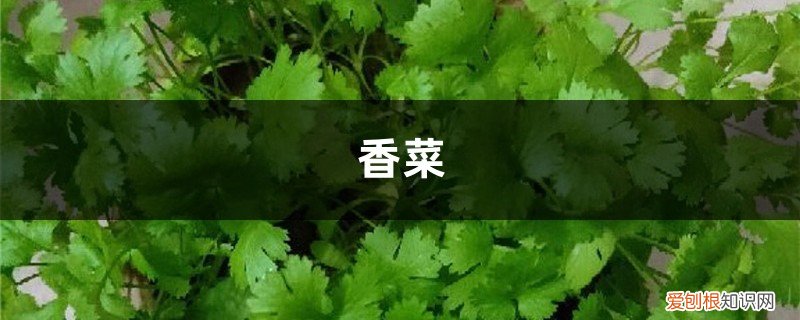 哪一年香菜卖了100多一斤 香菜40块1斤!吃不起了,赶紧自己在家种一盆!