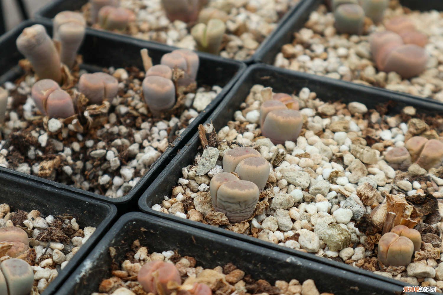 种生石花用什么土最好 生石花用什么土最好