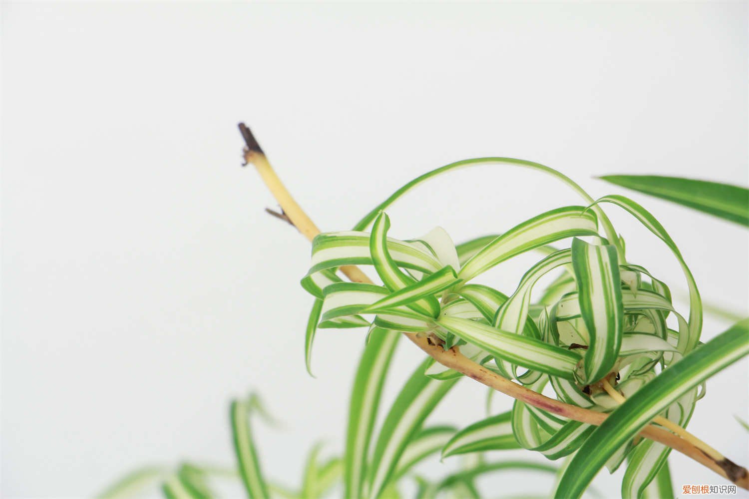 吊兰的水培 吊兰是水培好还是土培好