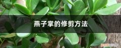 燕子掌怎么裁剪 燕子掌的修剪方法