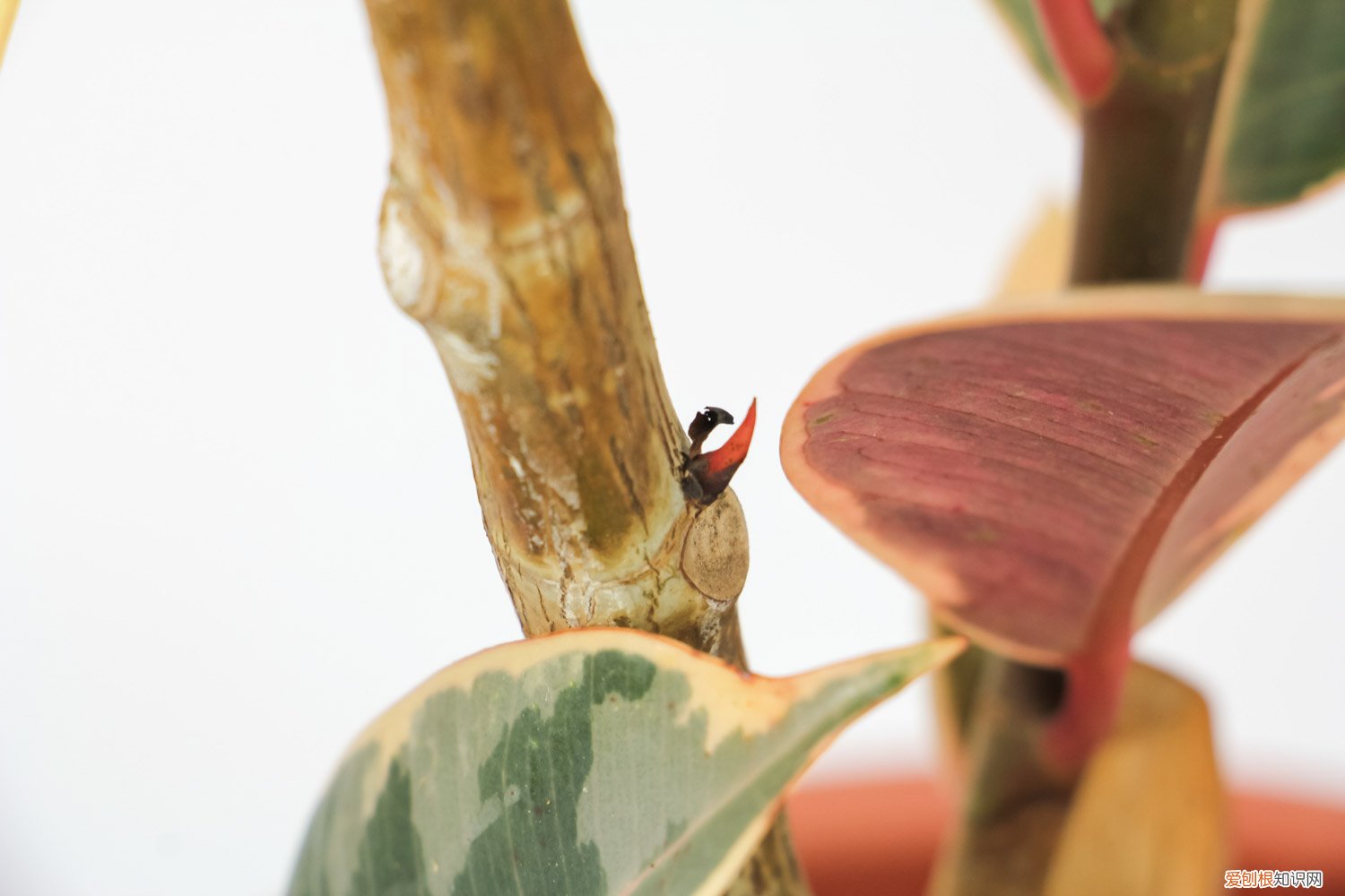 橡皮树刚买回来怎么养 新买的橡皮树怎么养