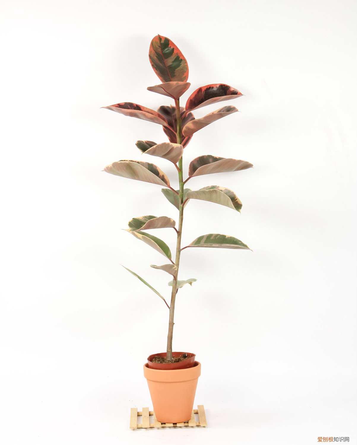 橡皮树刚买回来怎么养 新买的橡皮树怎么养