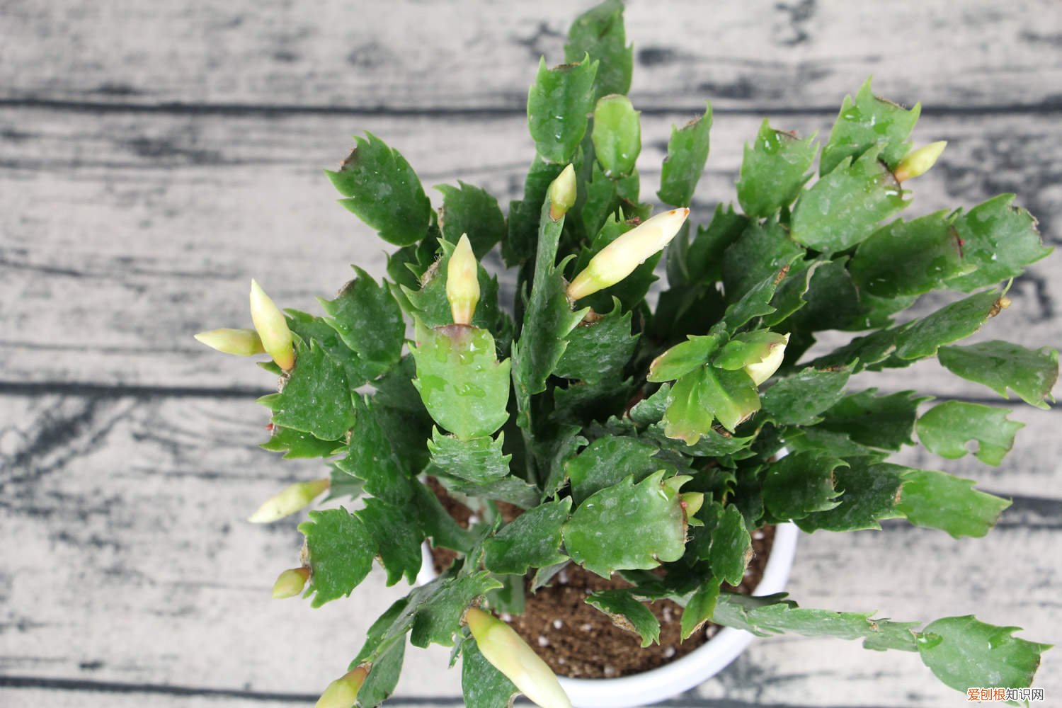 蟹爪兰夏天浇水冒烟为什么 蟹爪兰夏天怎么浇水