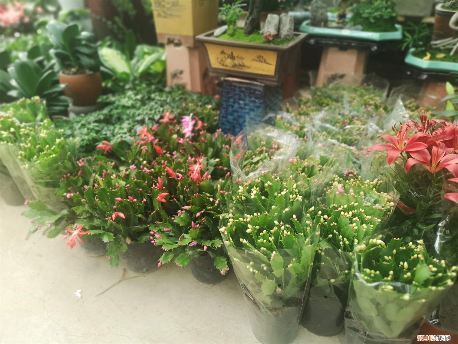 蟹爪兰夏天浇水冒烟为什么 蟹爪兰夏天怎么浇水