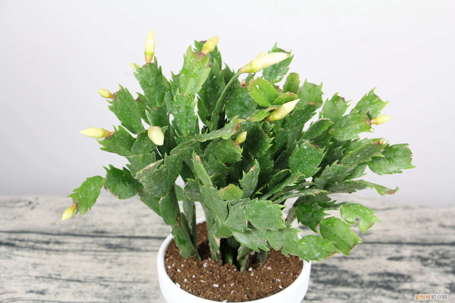 蟹爪兰夏天换盆后咋养 蟹爪兰夏天可以换盆吗