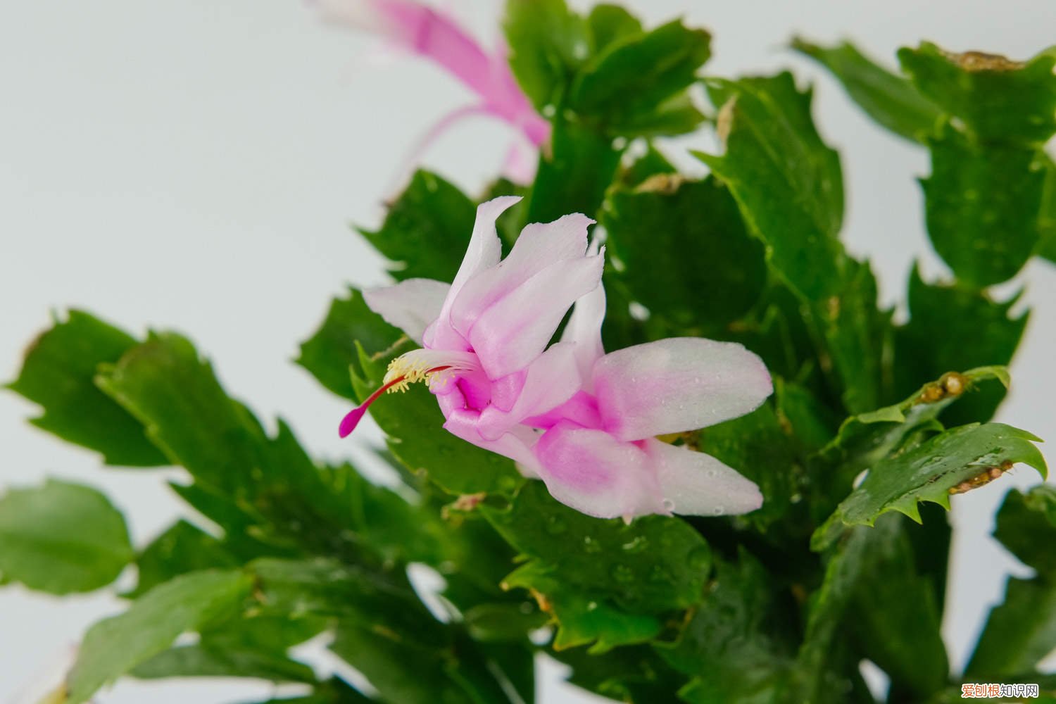 蟹爪兰夏季怎么养花怎么养 蟹爪兰夏季怎么养