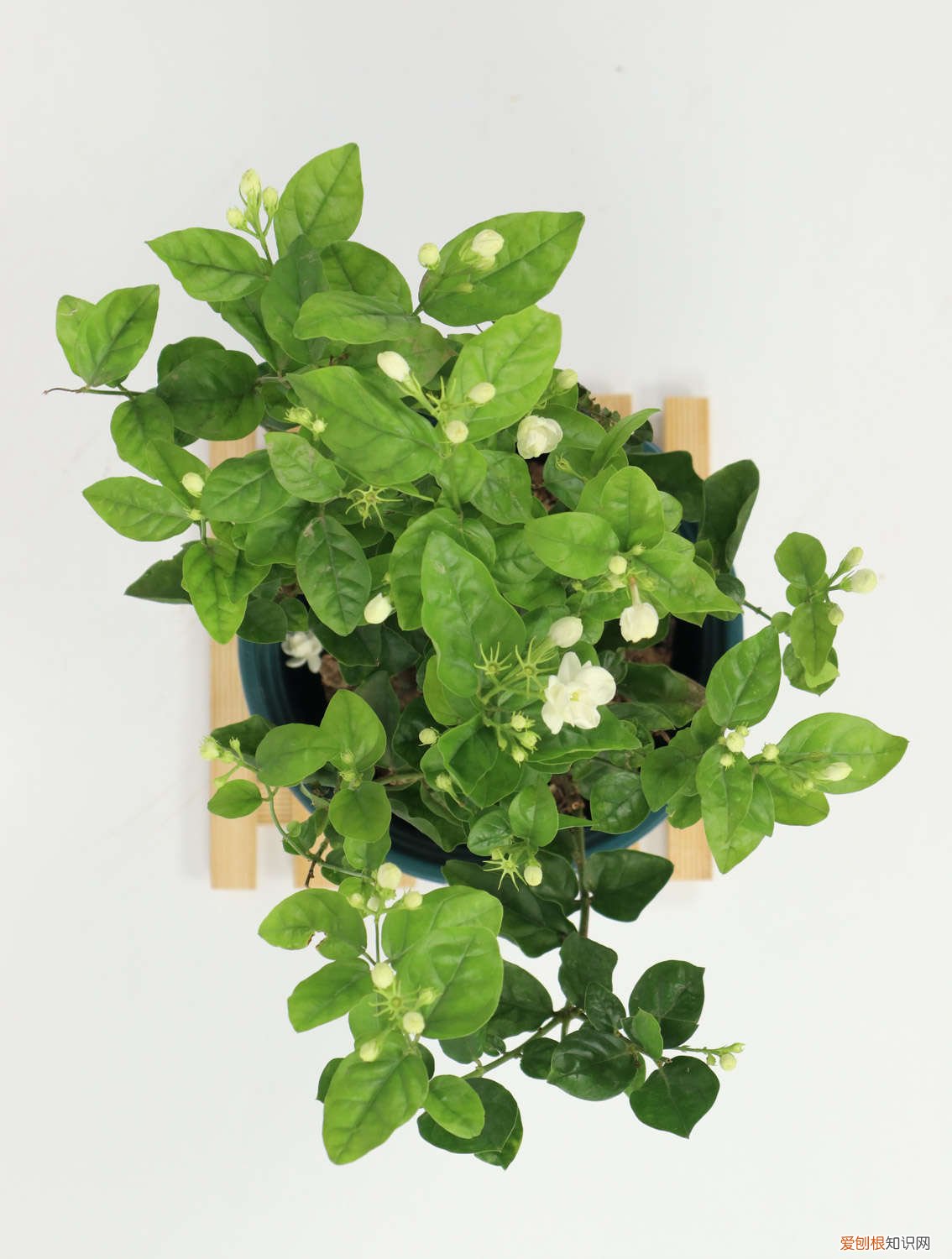 茉莉叶子卷曲怎么办视频 茉莉叶子卷曲怎么办