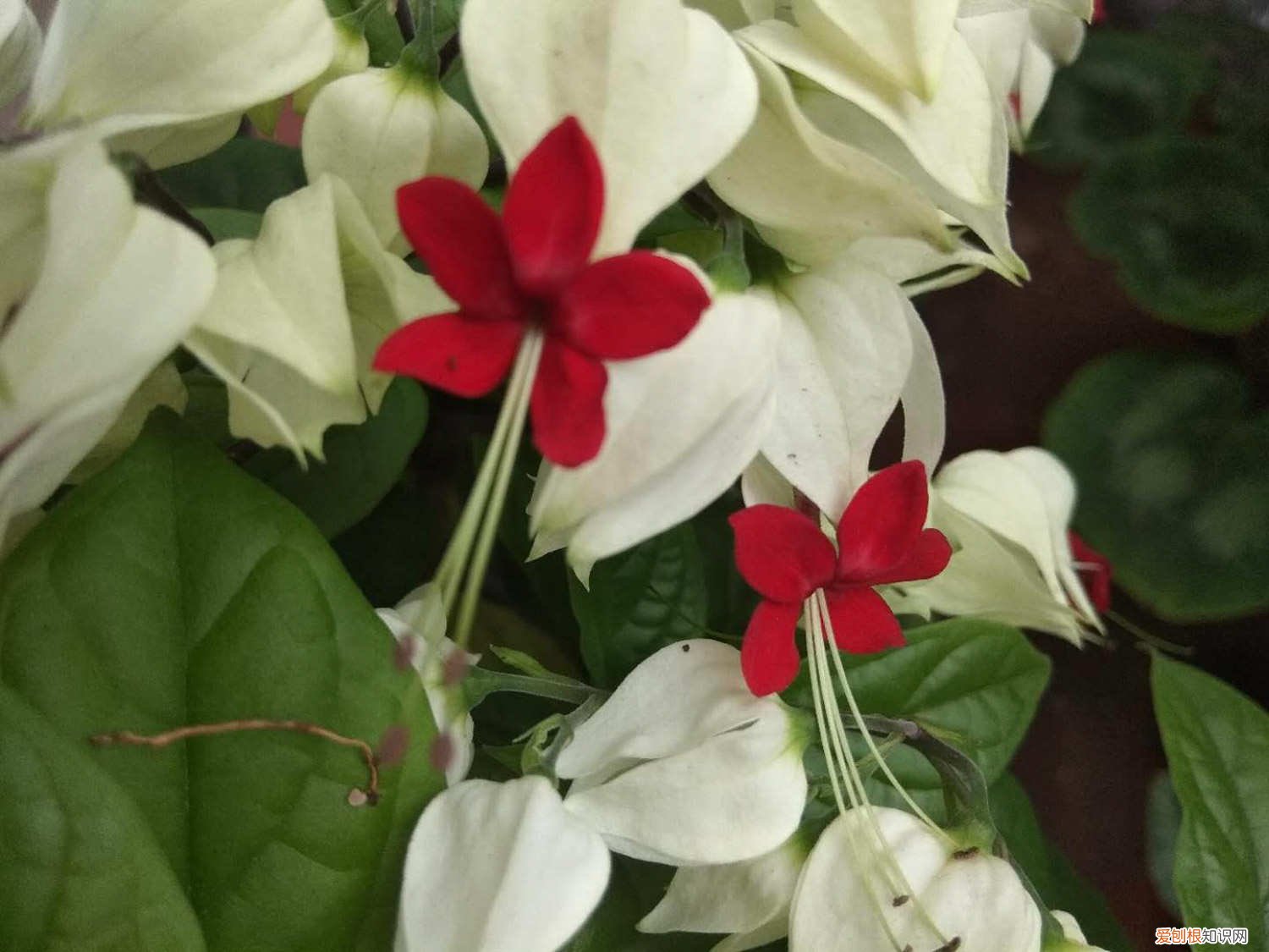 龙吐珠种子怎么繁殖视频 龙吐珠种子怎么繁殖