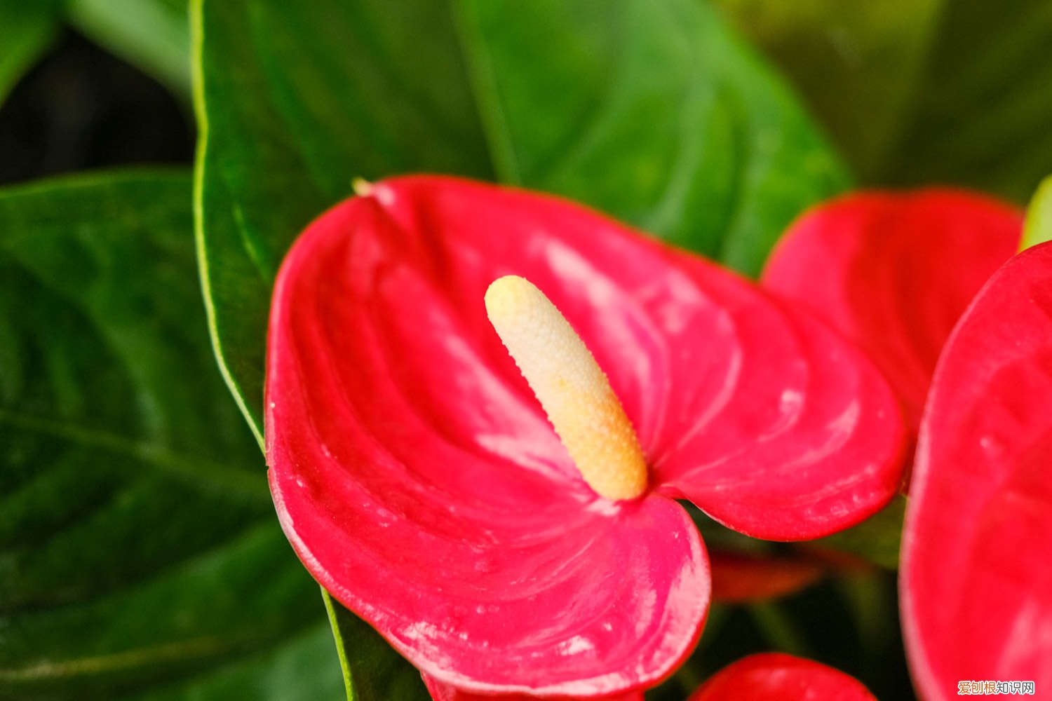 大红掌怎么养 红掌怎么养高