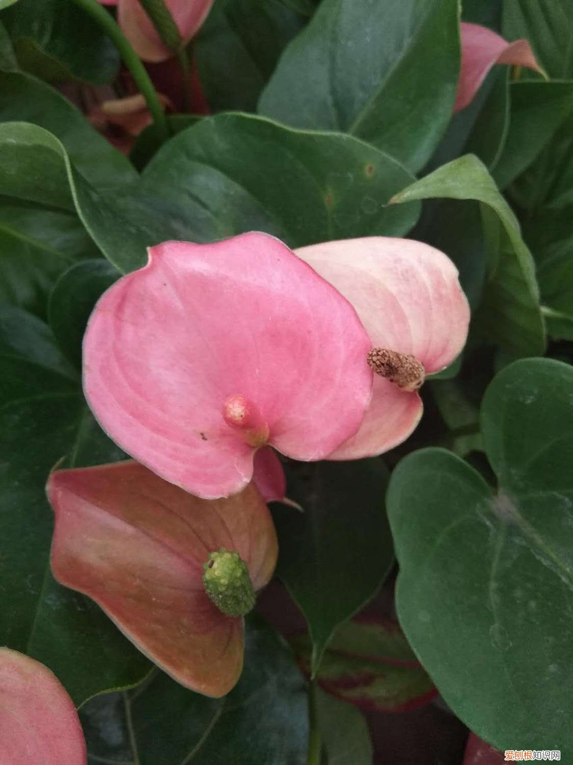 红掌好养不好养 红掌怎么养才能更旺盛