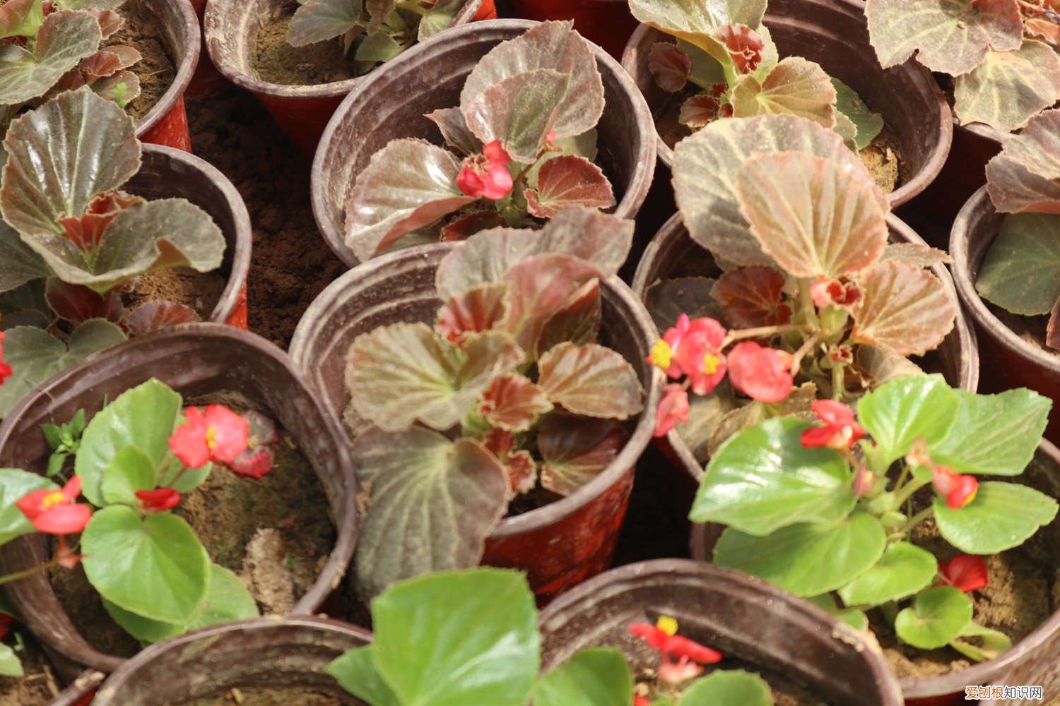 新买的四季海棠怎么养护 新买的四季海棠怎么养