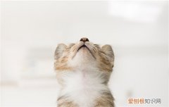 艾草对猫咪有毒吗 艾草对猫有毒吗
