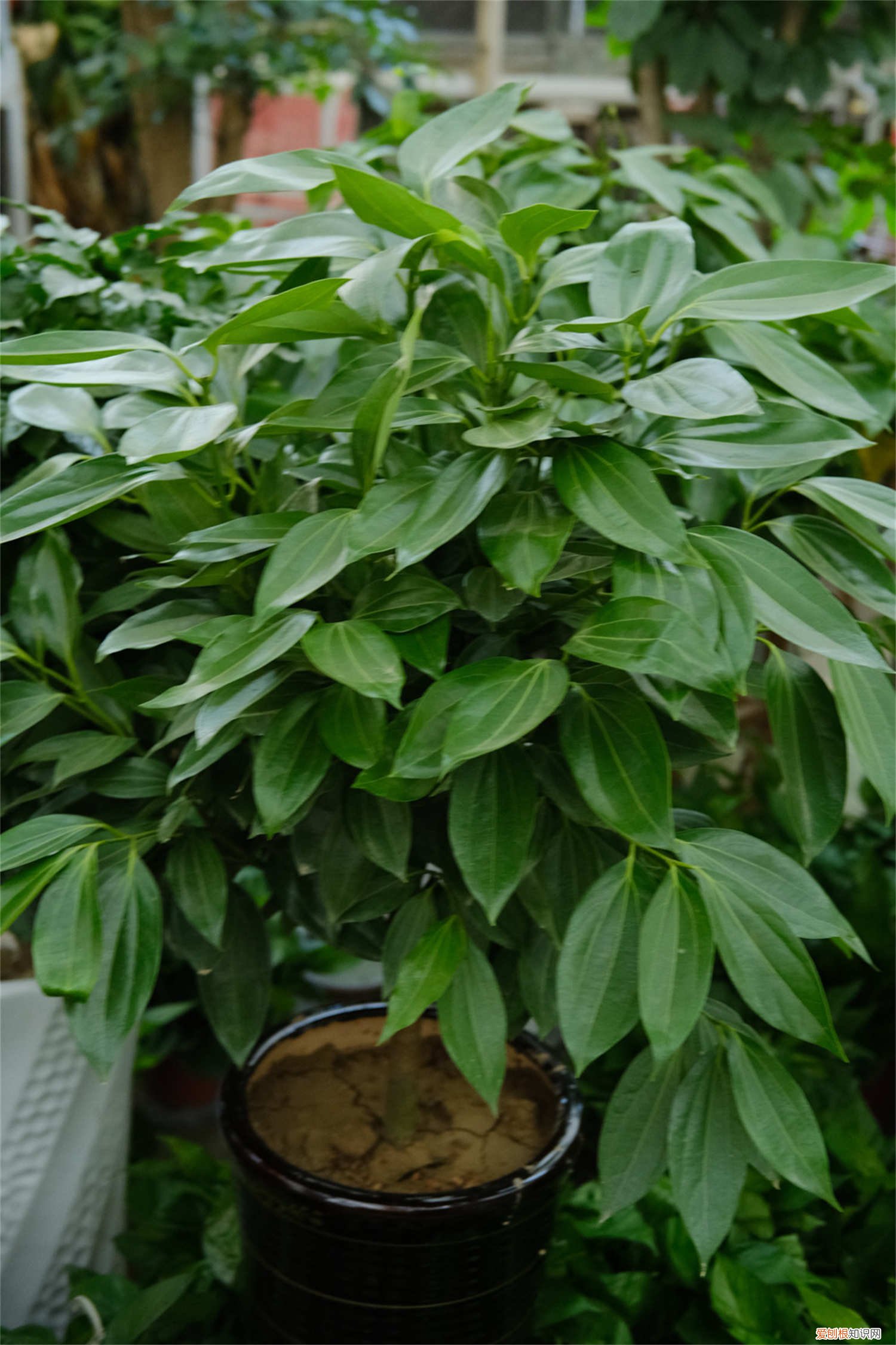 刚买来的平安树怎么养 新买的平安树怎么养