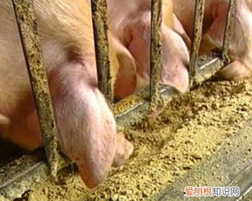 中国饲料排行榜2017 猪饲料哪个牌子好