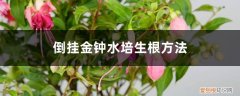 倒挂金钟能泡根吗 倒挂金钟水培生根方法