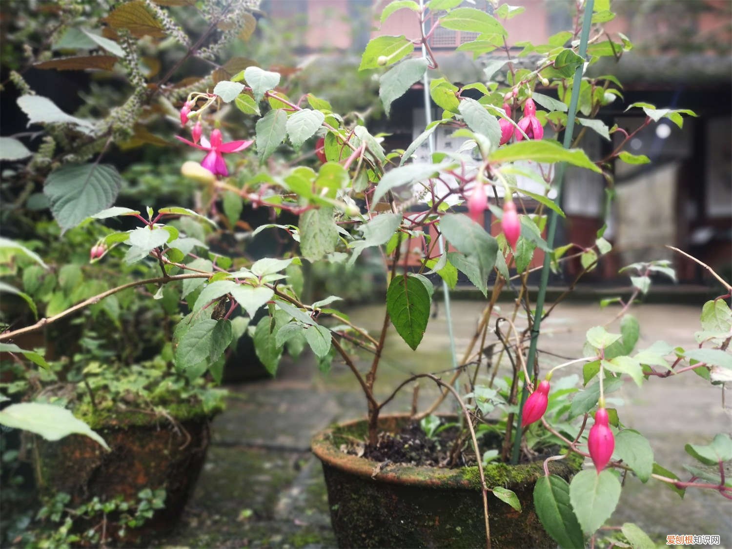 倒挂金钟能泡根吗 倒挂金钟水培生根方法