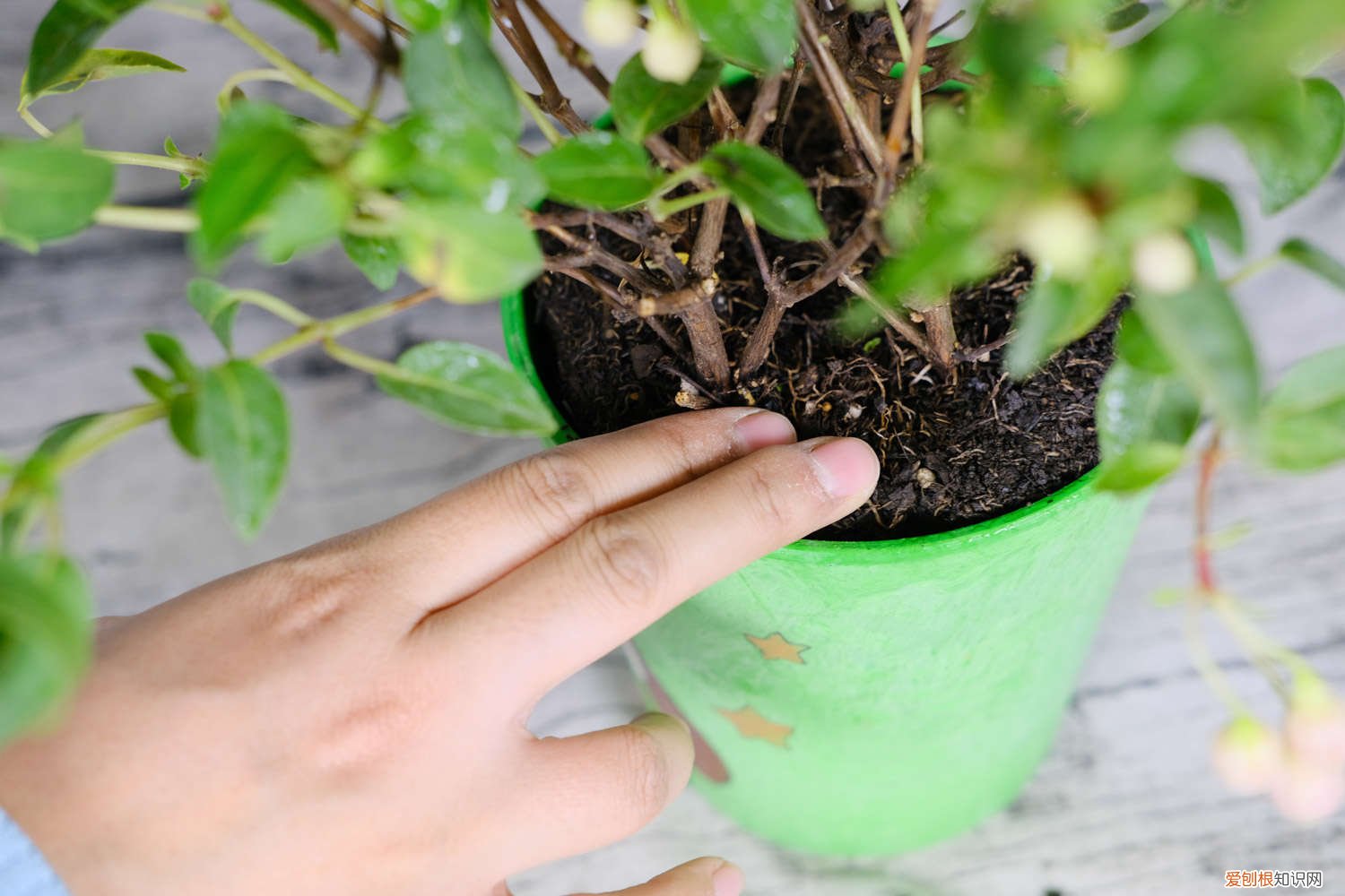 倒挂金钟能泡根吗 倒挂金钟水培生根方法