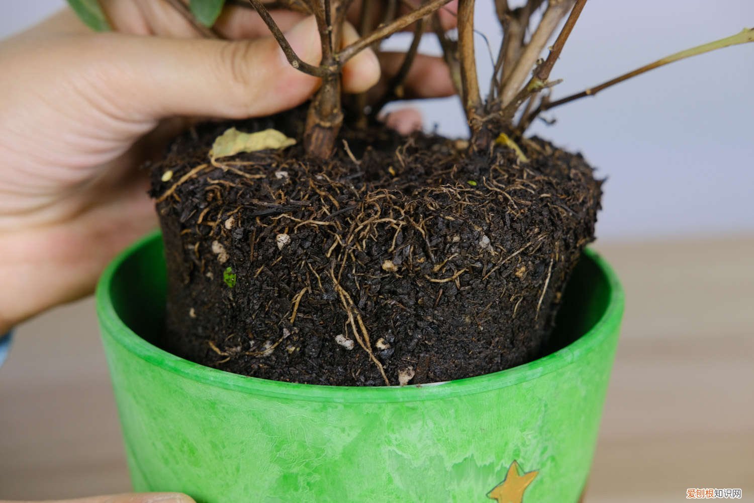 倒挂金钟能泡根吗 倒挂金钟水培生根方法