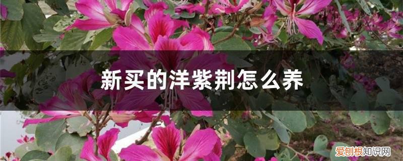 紫荆花盆景怎样养殖 新买的洋紫荆怎么养