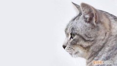 猫会游泳吗最佳答案 猫会游泳吗?