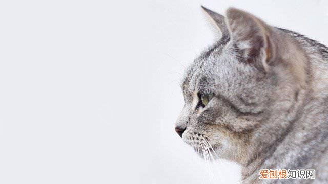 猫会游泳吗最佳答案 猫会游泳吗?