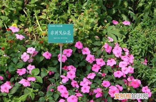 非洲凤仙花怎么养 非洲凤仙花有毒吗