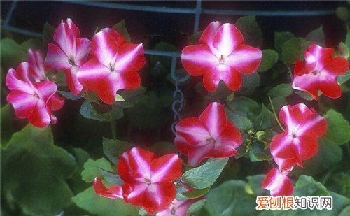 非洲凤仙花怎么养 非洲凤仙花有毒吗