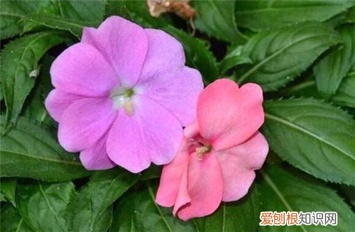 非洲凤仙花怎么养 非洲凤仙花有毒吗