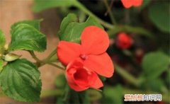 非洲凤仙花怎么养 非洲凤仙花有毒吗