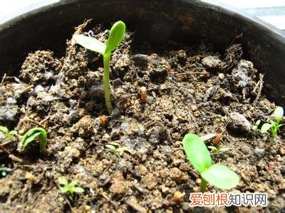 仙客来种子怎么种 仙客来的养护要点