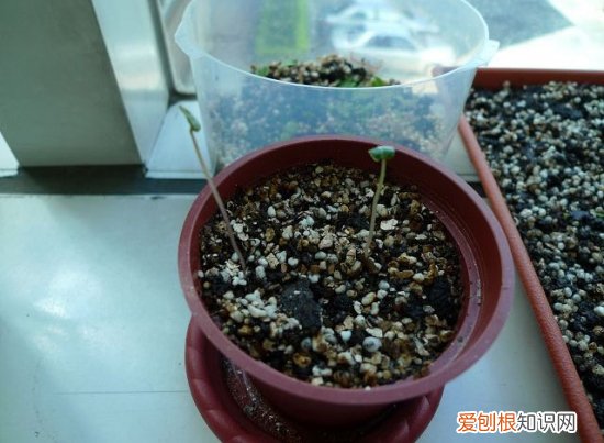 仙客来种子怎么种 仙客来的养护要点