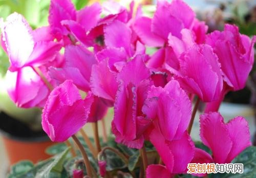 仙客来种子怎么种 仙客来的养护要点