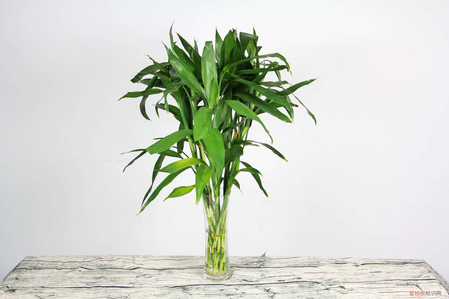 富贵竹怎样分根栽培 富贵竹怎么分株