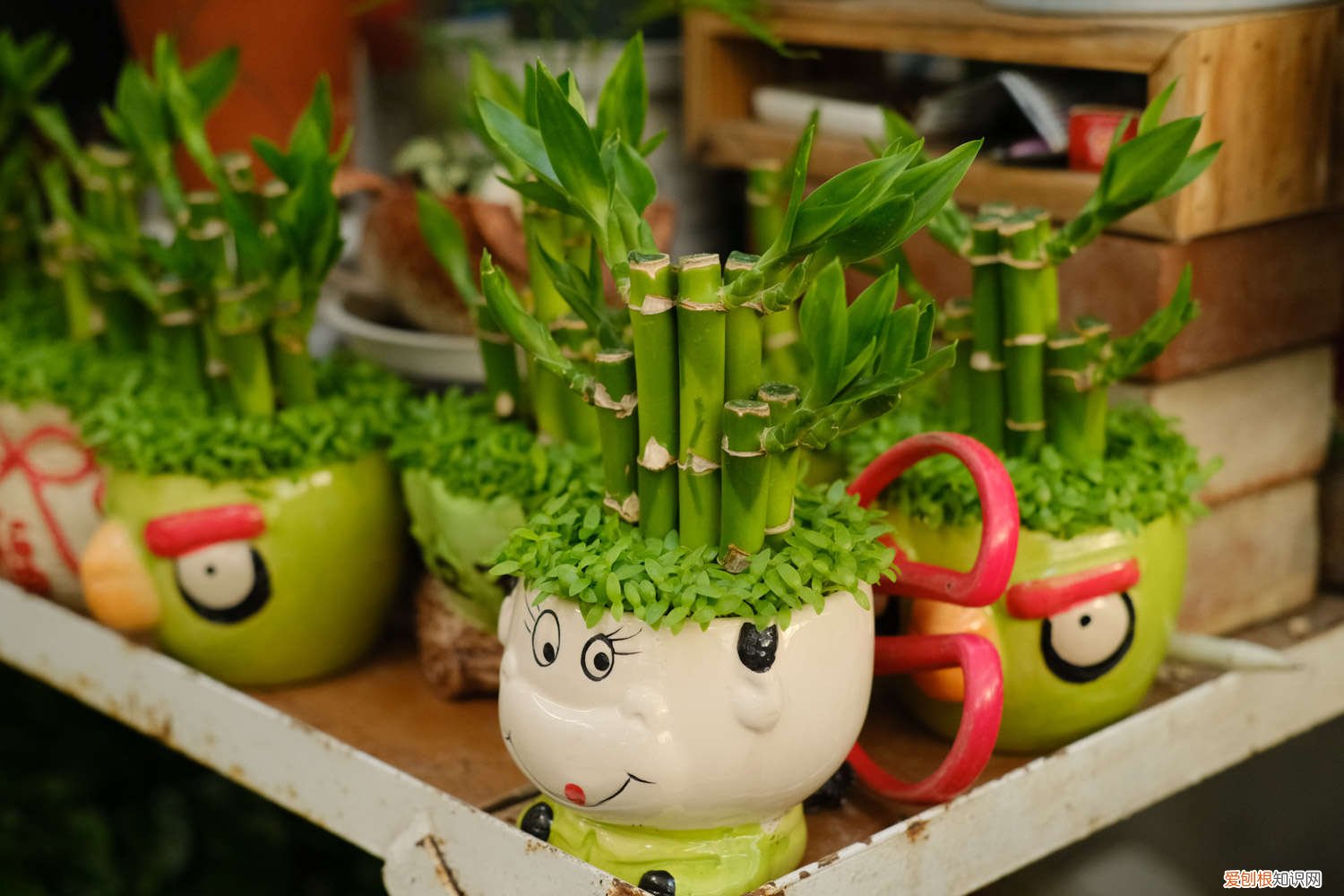 富贵竹怎样分根栽培 富贵竹怎么分株