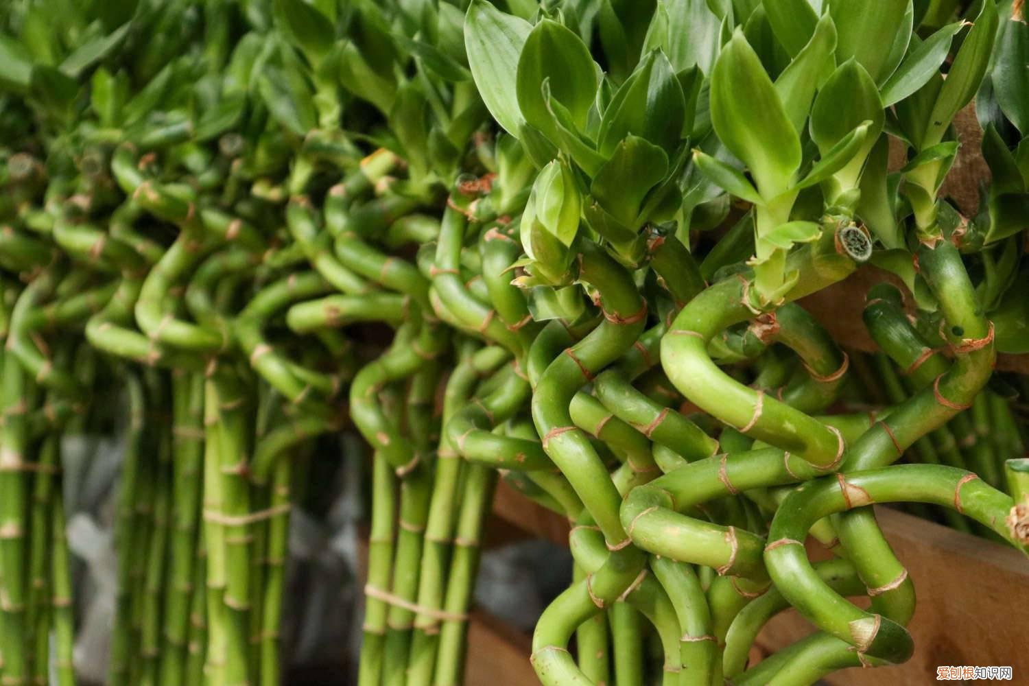 富贵竹叶子发黄卷叶子怎么救 富贵竹叶子卷边怎么办