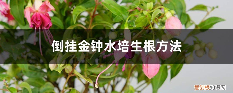 倒挂金钟可以泡水生根吗 倒挂金钟水培生根方法