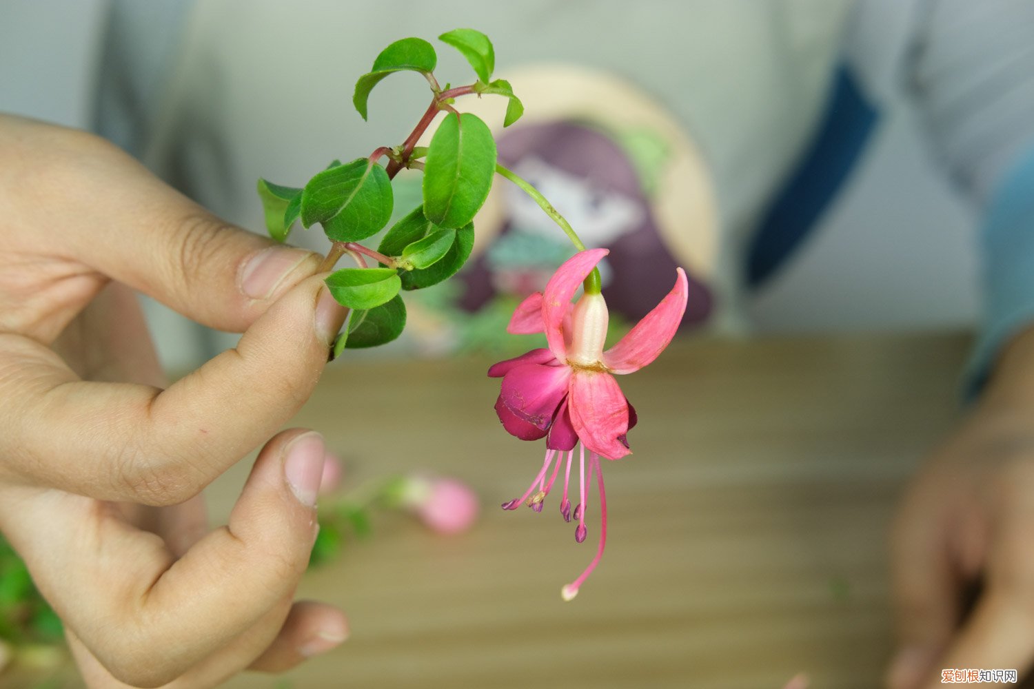 倒挂金钟可以泡水生根吗 倒挂金钟水培生根方法