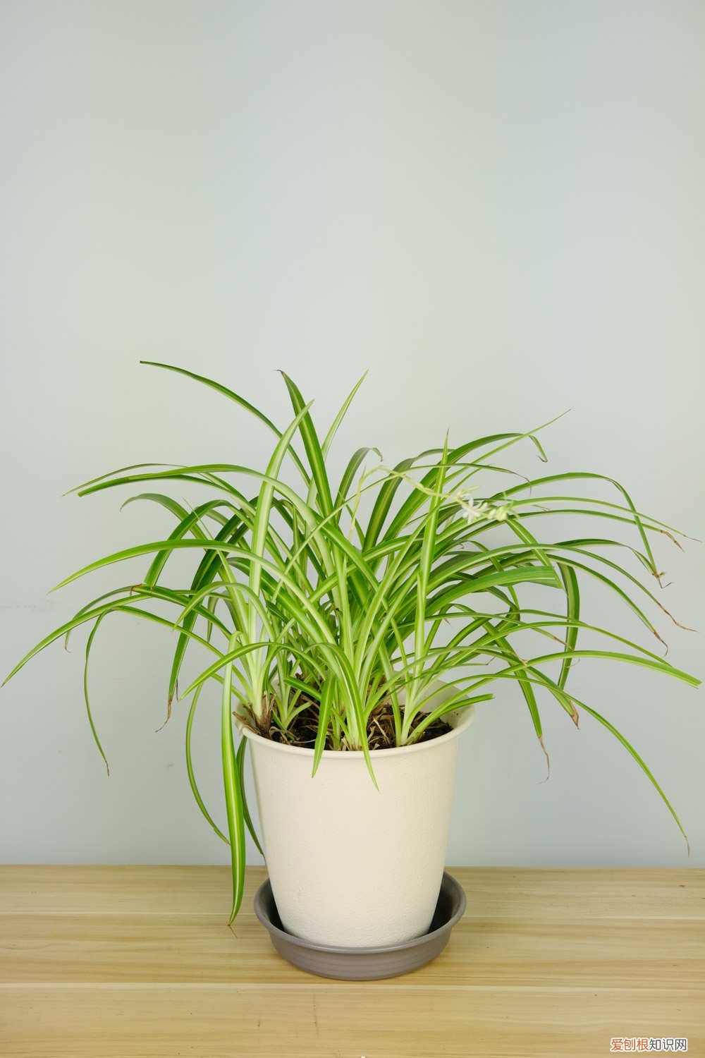 吊兰长出萝卜根 奶奶用鸡蛋养吊兰，连抽60个芽，长满萝卜根！