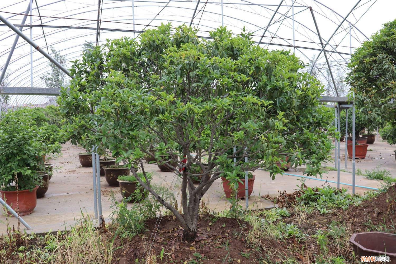 桂花新枝打顶 桂花这些枝赶紧掐,1个月后开花多到爆,香气飘10里!